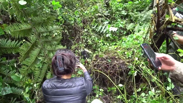 Gorilla Baby Up close in Uganda - Jaystreazy