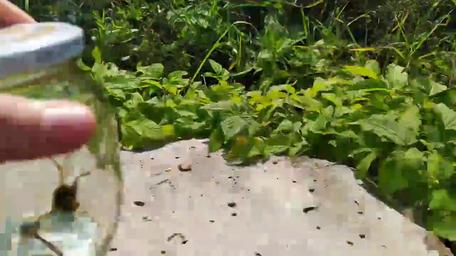 Russian streamer catches what seems to be a ''Murder Hornet'' Live on stream