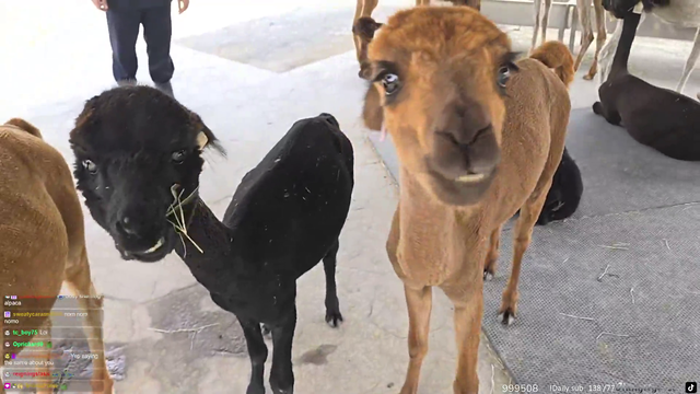 Alpaca greets Jinny