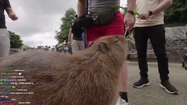 Ludwig simps for a Capybara