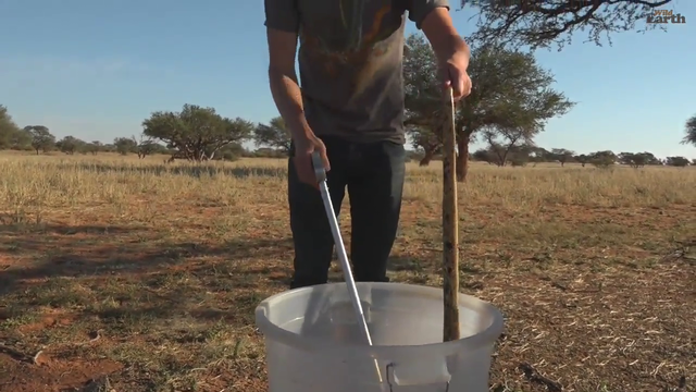 releasing danger noodle back to the wild