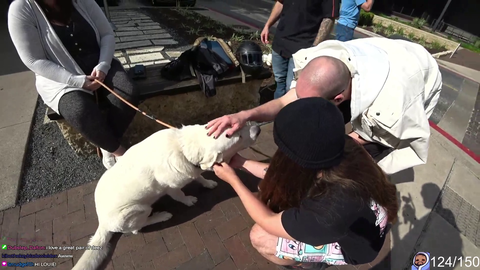 A Cute Dog Touches Chat