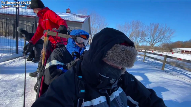 Dogsledding on twitch dogJAM
