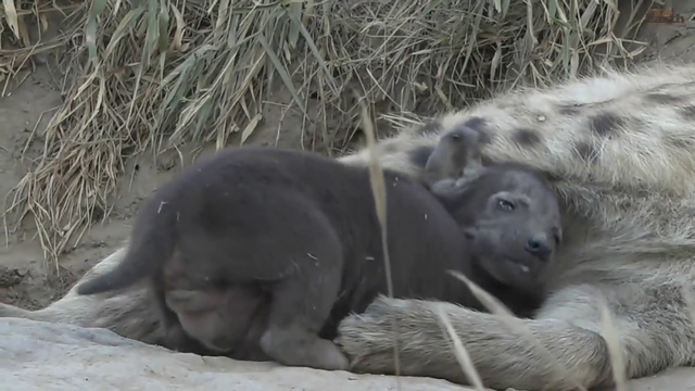 hyena mom breaking up cubs mischievous fight