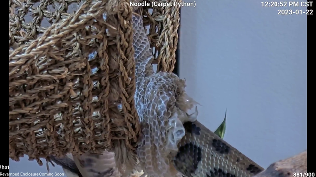 Carpet Python sheds it’s skin at Alveus