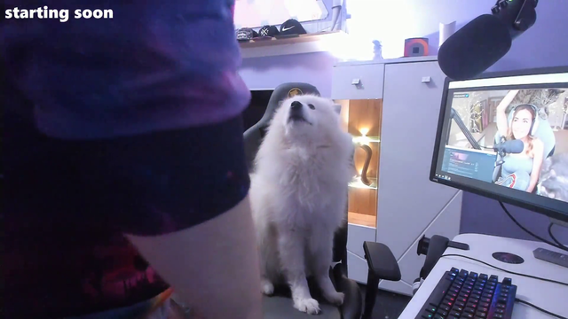 Dog stays alone with Alinity