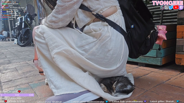 Cat distribution system in Istanbul