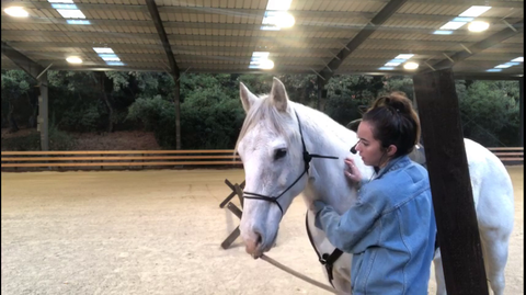 Horse loses to Just Chatting streamer