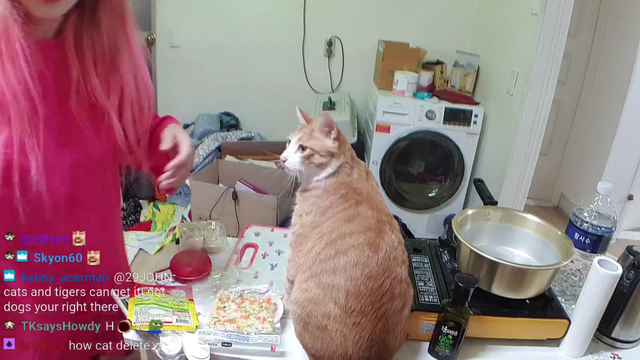Hachubby master of cats