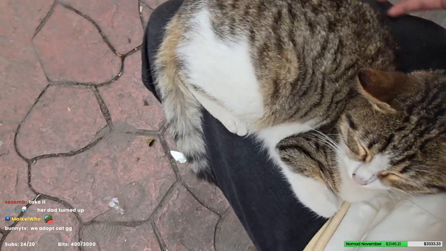 Stray cat doesn't want to leave