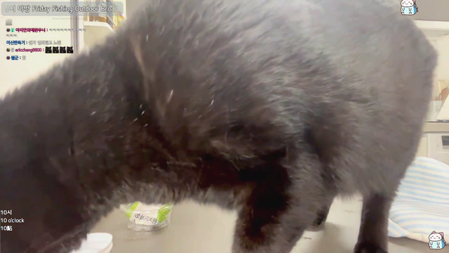 cat interferes with cooking peach pie