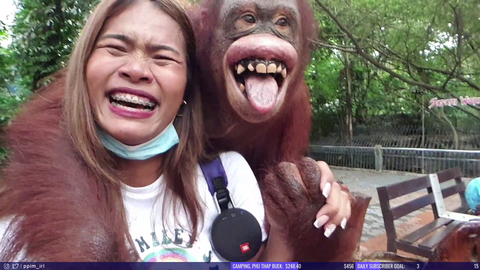 An orangutan gets touchy and makes chat jealous!