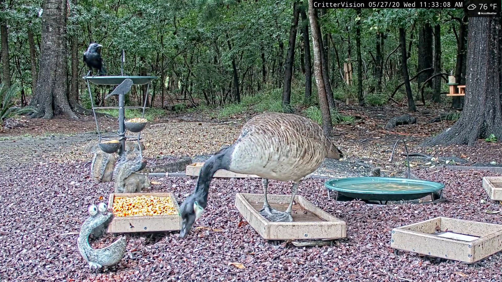surprise goose