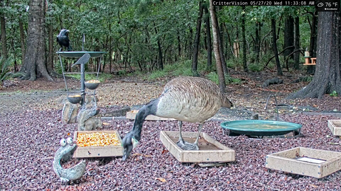 surprise goose