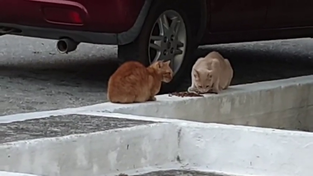 Greek gives food to a cat