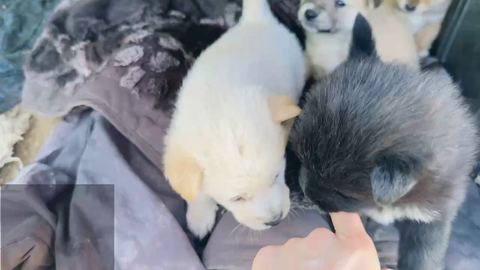Puppies