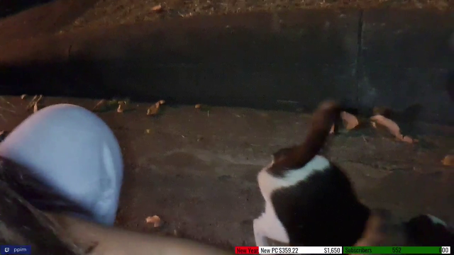 Learning about cats in heat...