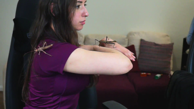 sweet anita's bugs