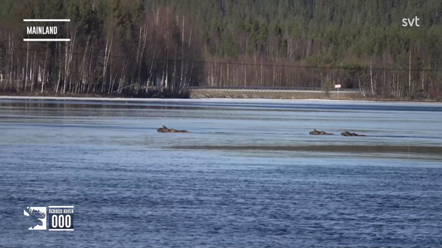Moose family of 4 makes it across the river