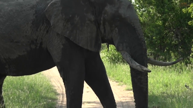 Elephant gets a bit too close