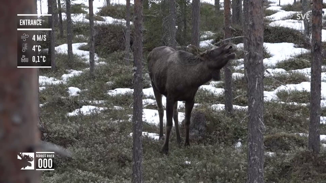 Moose spotted in swedish forest