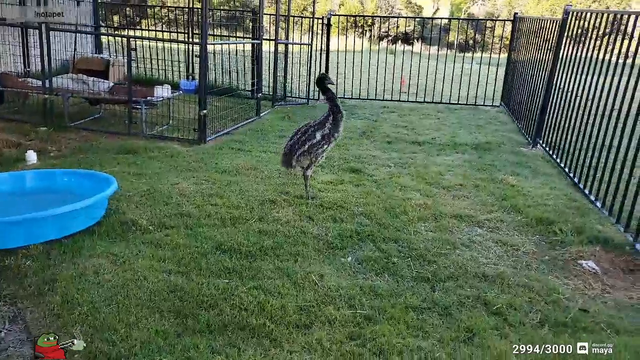 ZOOMIES HYPERS