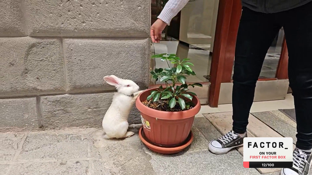 Peruvian thief rabbit