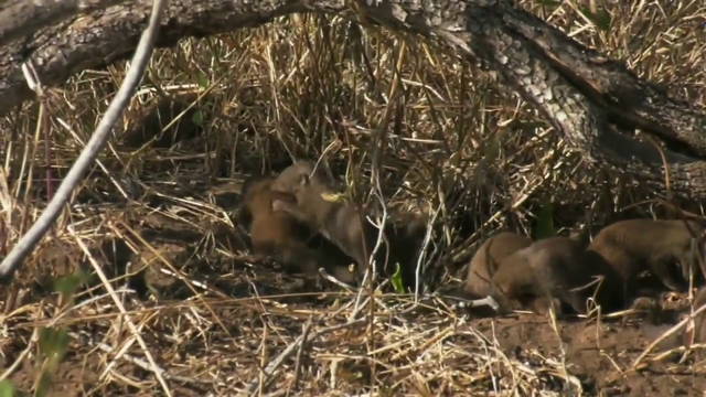 Dwarf mongoose pups play wrestling