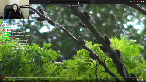 Streamer learns what Cicada Rain looks like