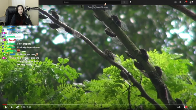 Streamer learns what Cicada Rain looks like