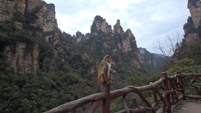 Real life Wukong