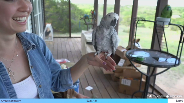 Mayas bird wants all of the attention