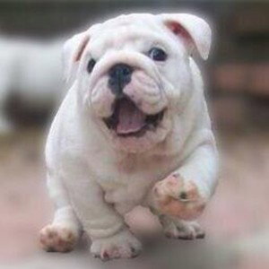 AdmiralBulldog