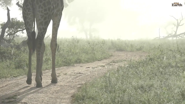 Giraffe in the mist - Wild Earth