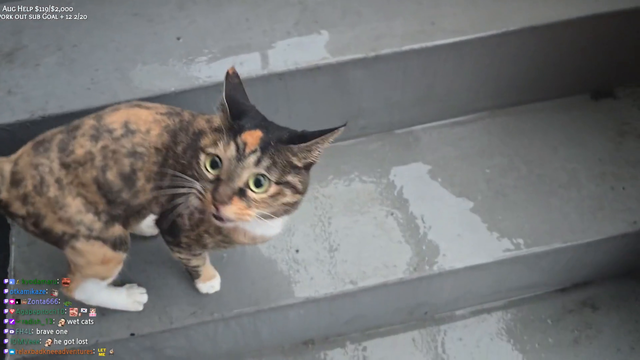 cat rescue