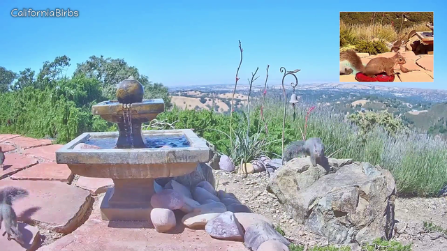 Nature Cam catches a wild hawk swooping in for a quick lunch