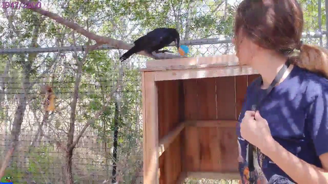Raven hate bird girl OMEGALUL