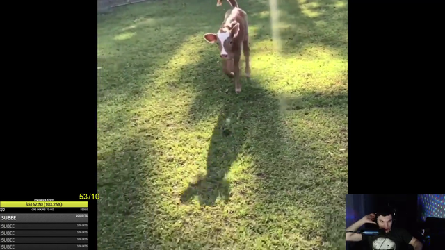 Cows have tails?